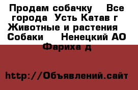 Продам собачку  - Все города, Усть-Катав г. Животные и растения » Собаки   . Ненецкий АО,Фариха д.